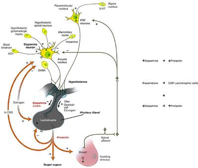 Frontiers Risperidone Induced Hyperprolactinemia From Basic to